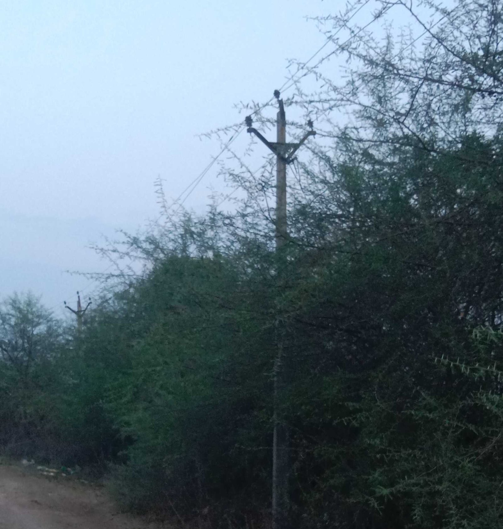 घने वृक्षों में समाये तार, क्षेत्र मेें बिजली की निर्बाध आपूर्ति पर ग्रहण