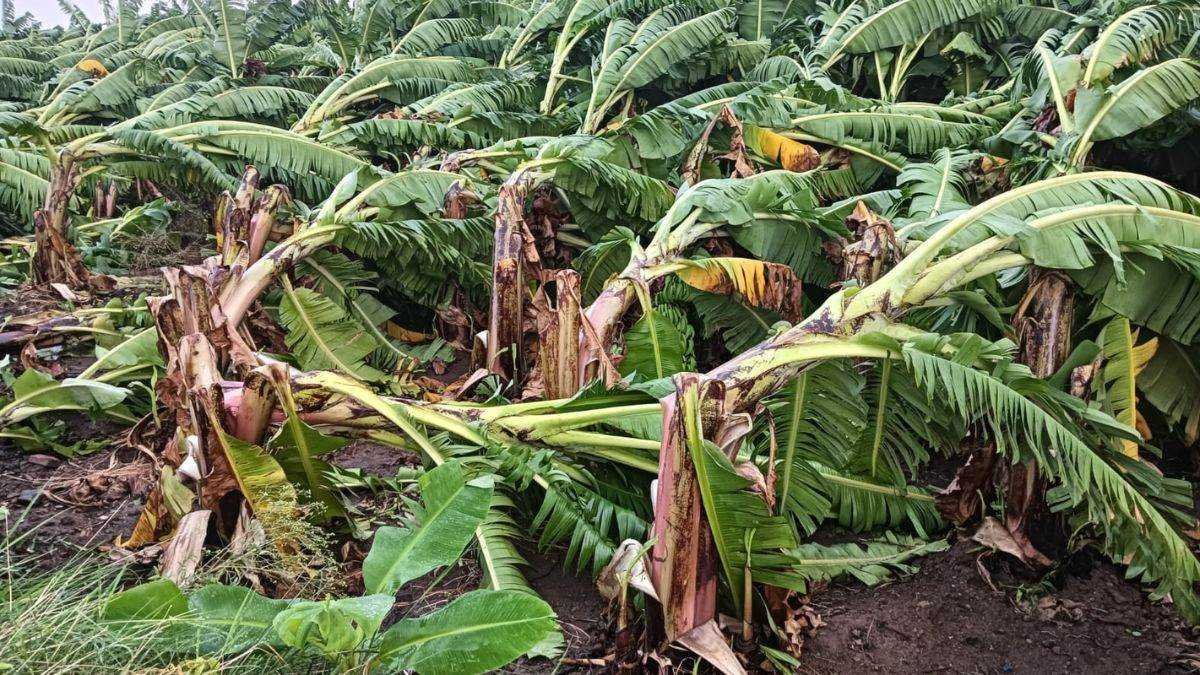 आंधी-तूफान से बुरहानपुर के कई गांवाें में केले की फसल बर्बाद, 200 से ज्यादा विद्युत पोल गिरे