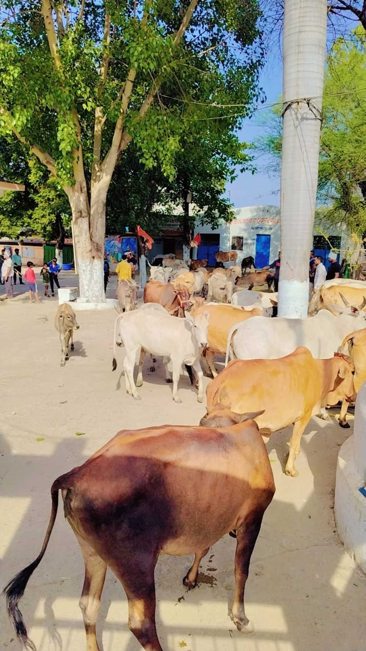 आवारा मवेशियों को गौशाला पहुंचाया