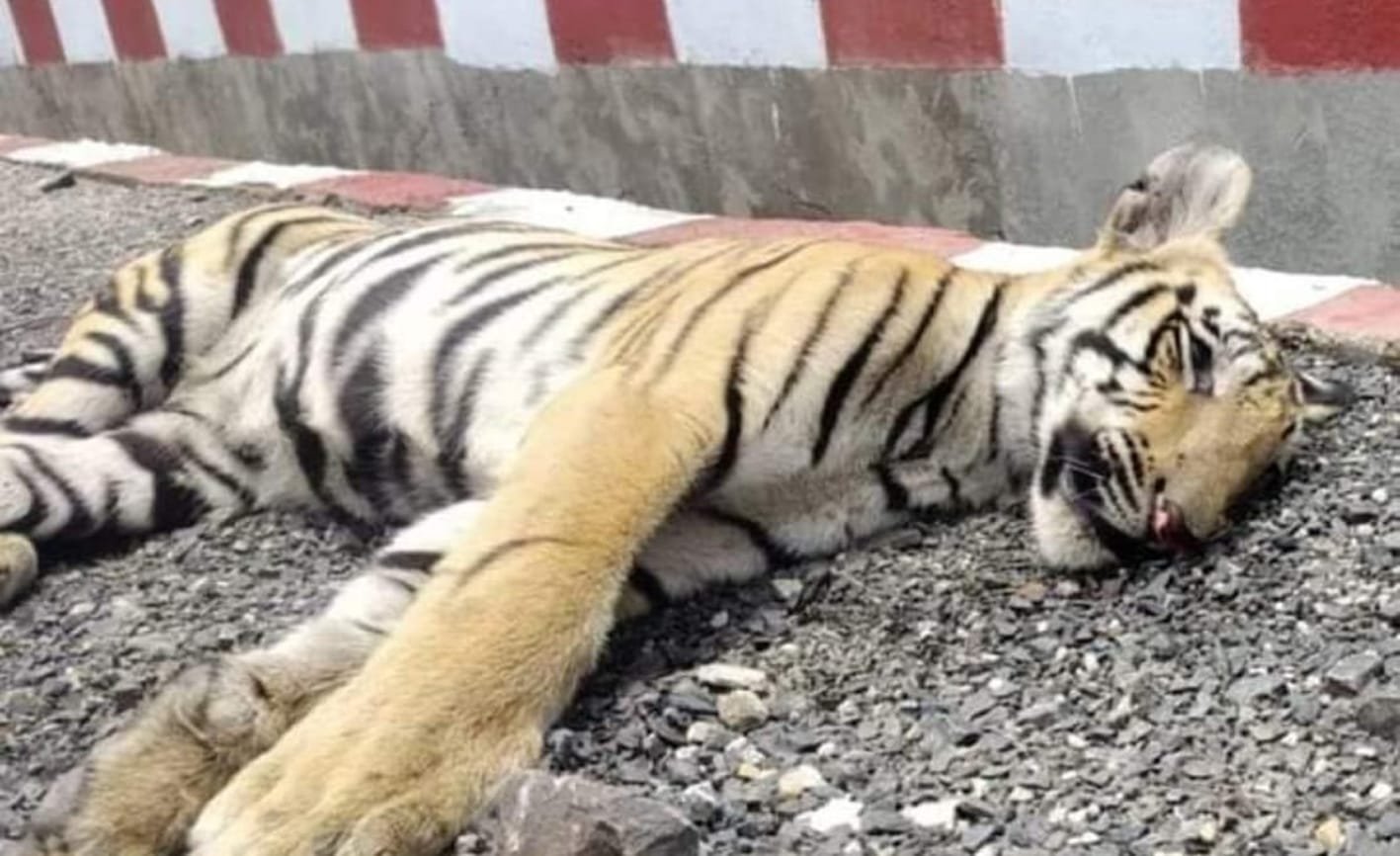 बुधनी मिडघाट रेल लाइन पर ट्रेन से कटकर एक टाइगर की मौत, दो गंभीर रूप से घायल