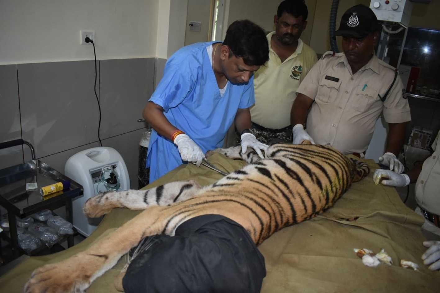 दोनों ही शावकों पिछला हिस्सा पूर्णत: पैरालाइज