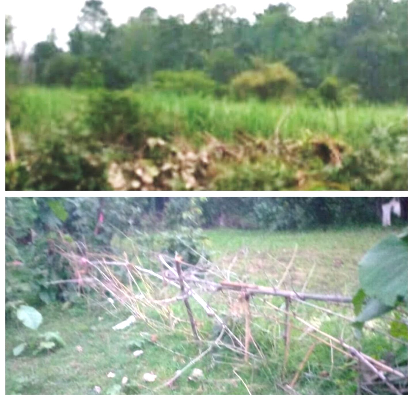 रिज़र्व फॉरेस्ट में दो साल से हो रही गन्ने की खेती, वन अमला बेखबर
