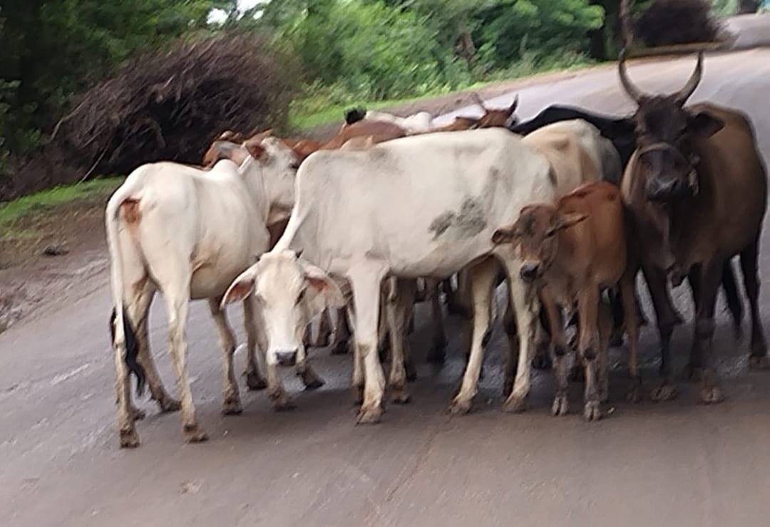 सड़कों पर आवारा पशुओं का जमावड़ा