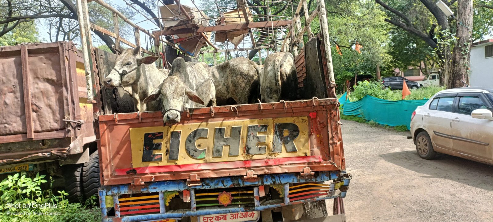 पुलिस को मिली सफलता फिर गोवंश के ट्रक को पकड़ा