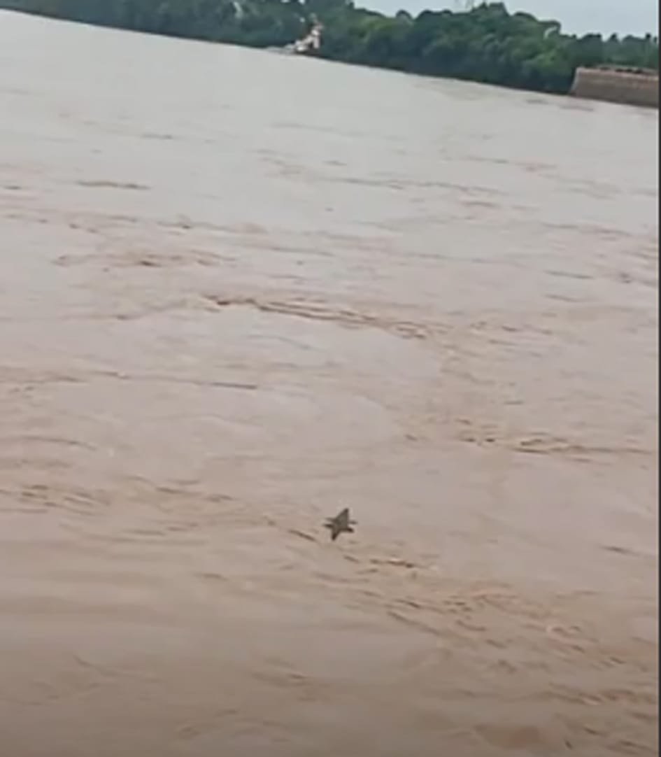 नर्मदा नदी में दिखाई दिया मगरमच्छ