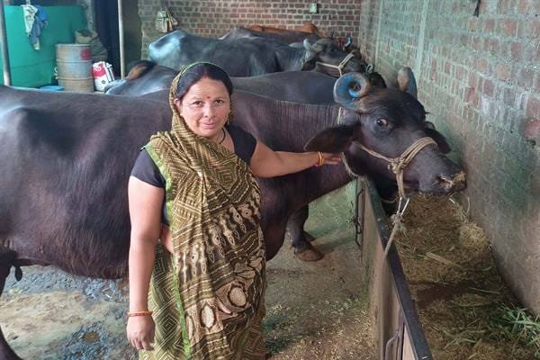 डेयरी व्यवसाय अपनाकर छाया दीदी बन गई लखपति