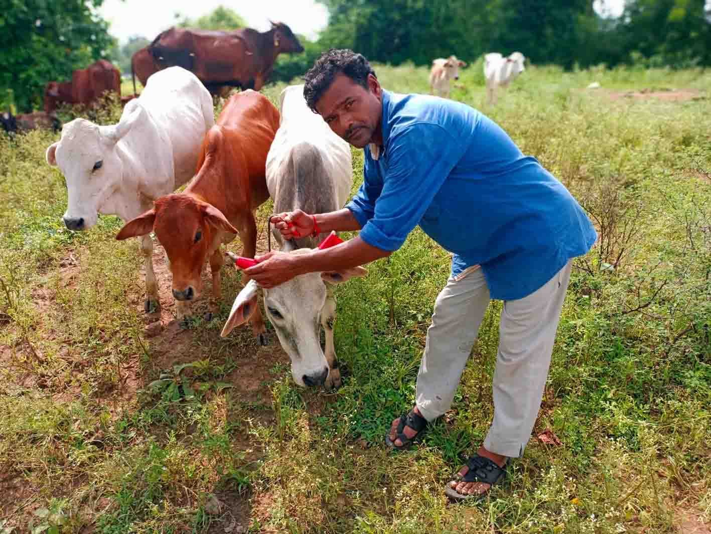 सड़क दुर्घटनाएं रोकने के लिए गौवंश के सींगों पर लगाई रेडियम पट्टी