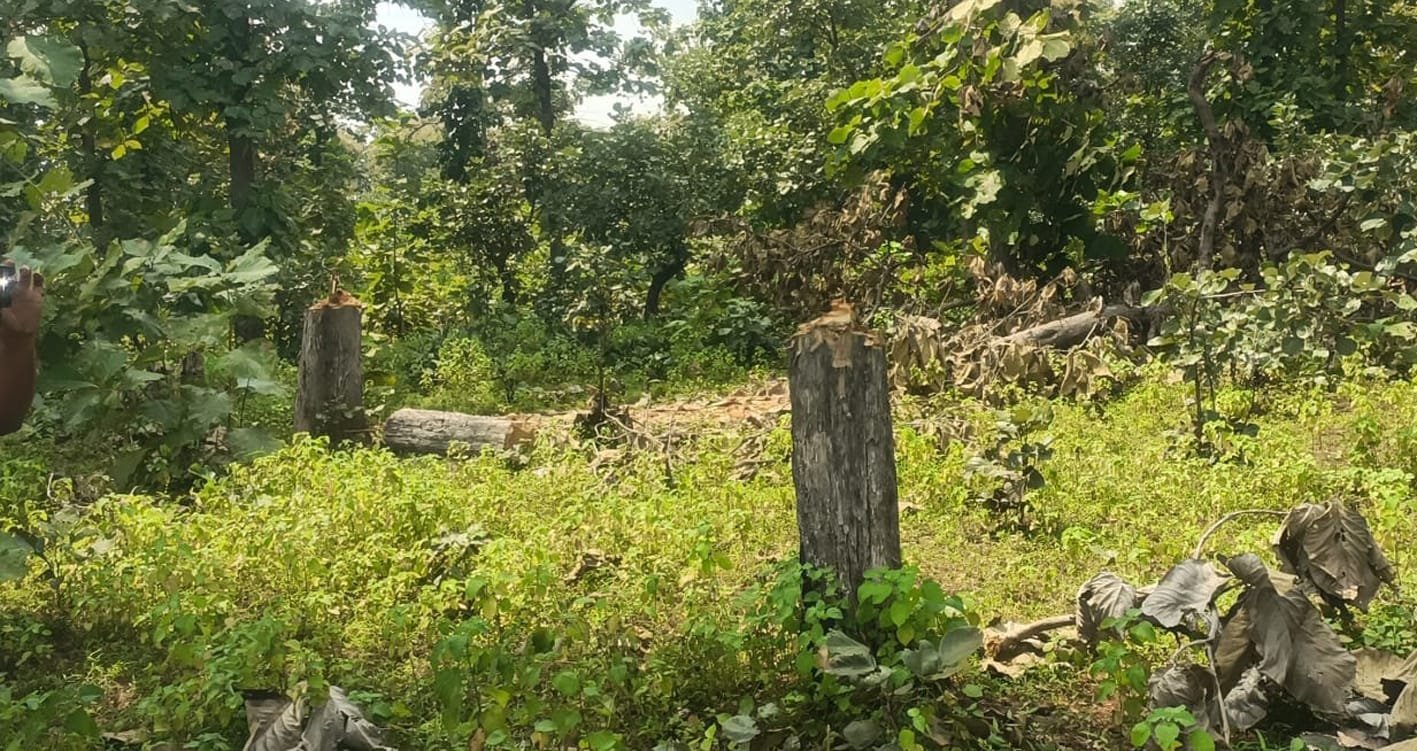 जंगलों में वन माफियाओं का कहर, एक ही रात में 200 से ज्यादा पेड़ों की कटाई