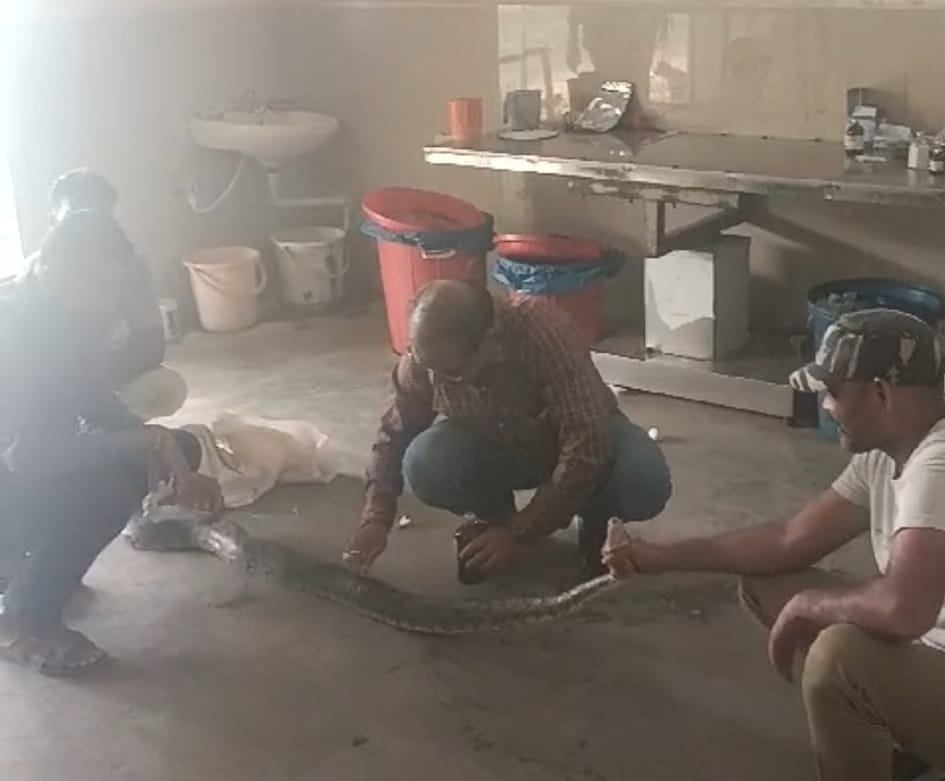 ७ फीट लंबे और ११ किलो वजनी अजगर का किया रेसक्यू