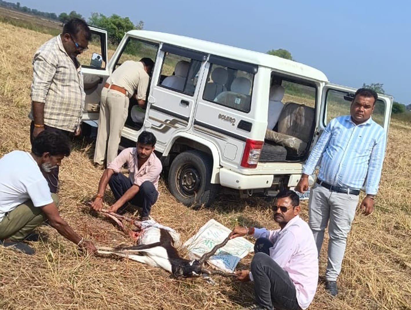 कुत्तों के हमले से काले हिरण की मौत