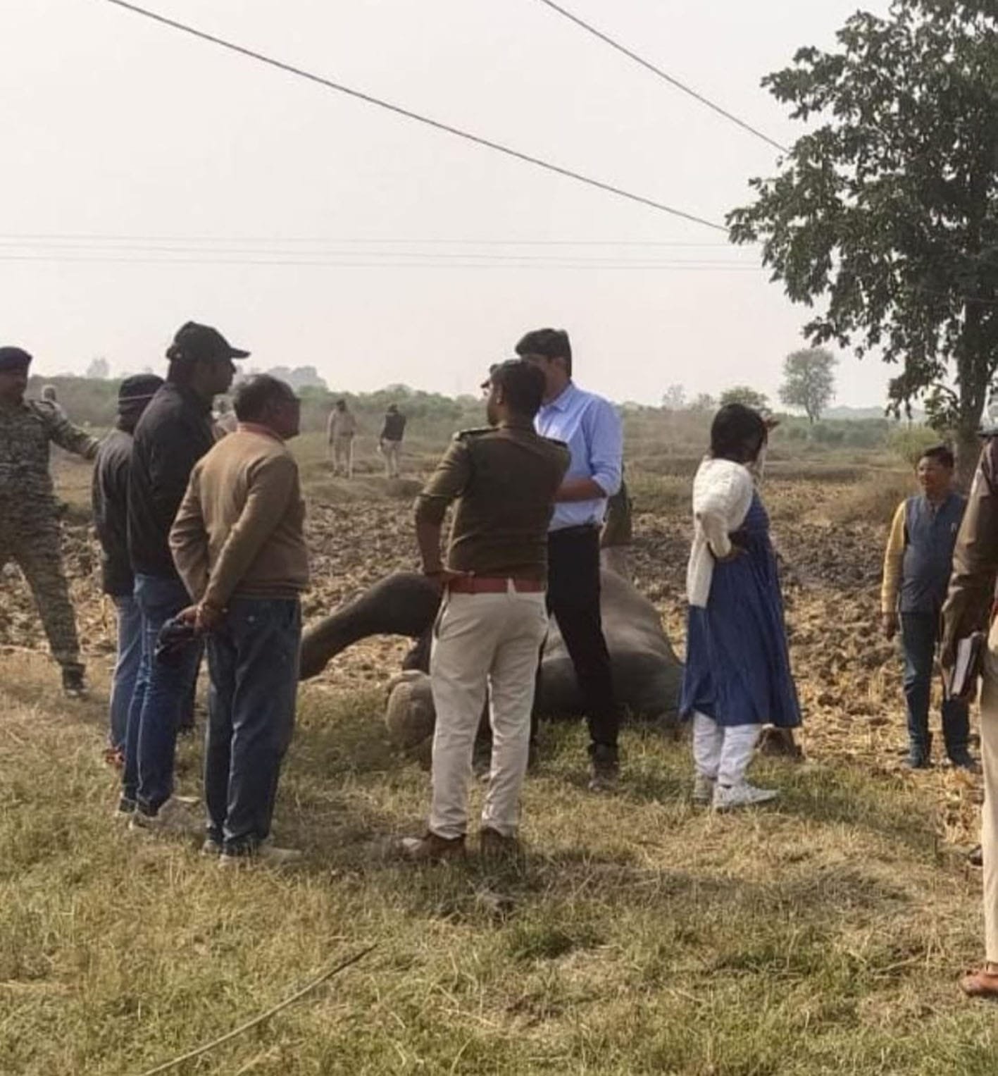 हाथी की मौत मामले में विद्युत अधिकारियों पर होगी कार्रवाई…?
