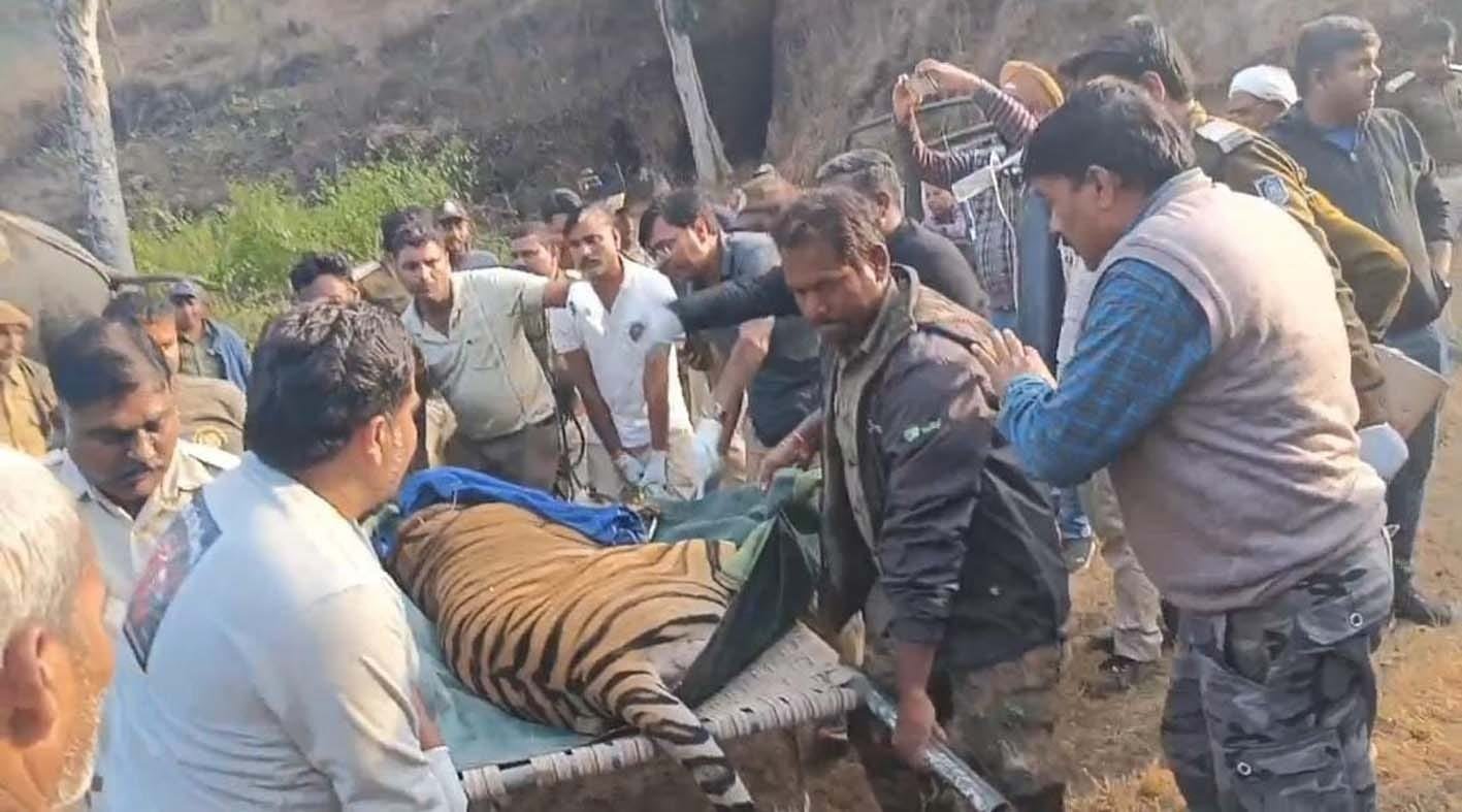 हाथियों की मौतों के बाद बांधवगढ़ नेशनल पार्क में घायल टाइगर भीम का रेस्क्यू, वन विहार आया