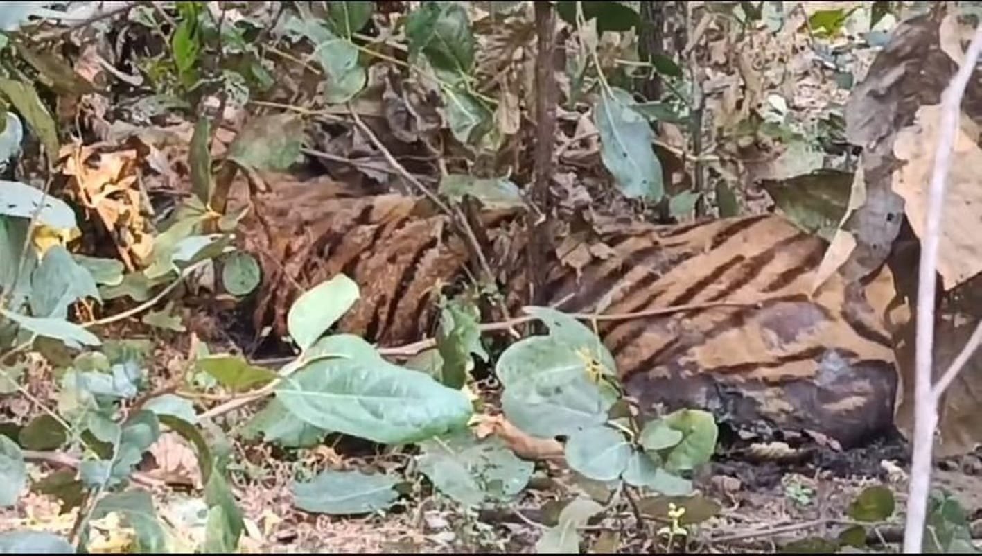 टाइगर के शिकार के आरोपियों में आदिवासी पकड़ाए