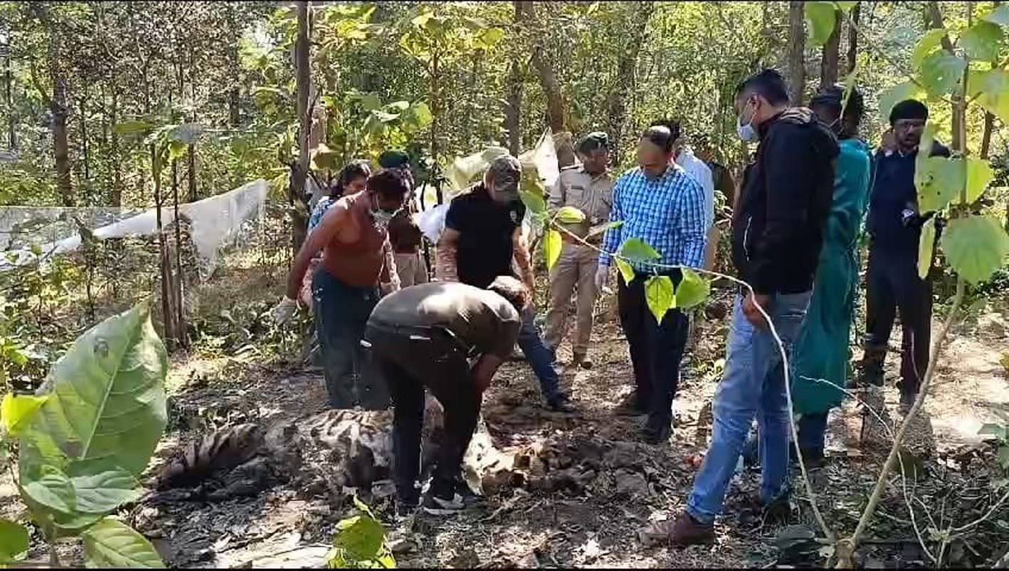 नर्मदापुरम में बाघ के शिकार से मचा हड़कंप, बाघ के 3 नाखून तथा 4 दांत गायब
