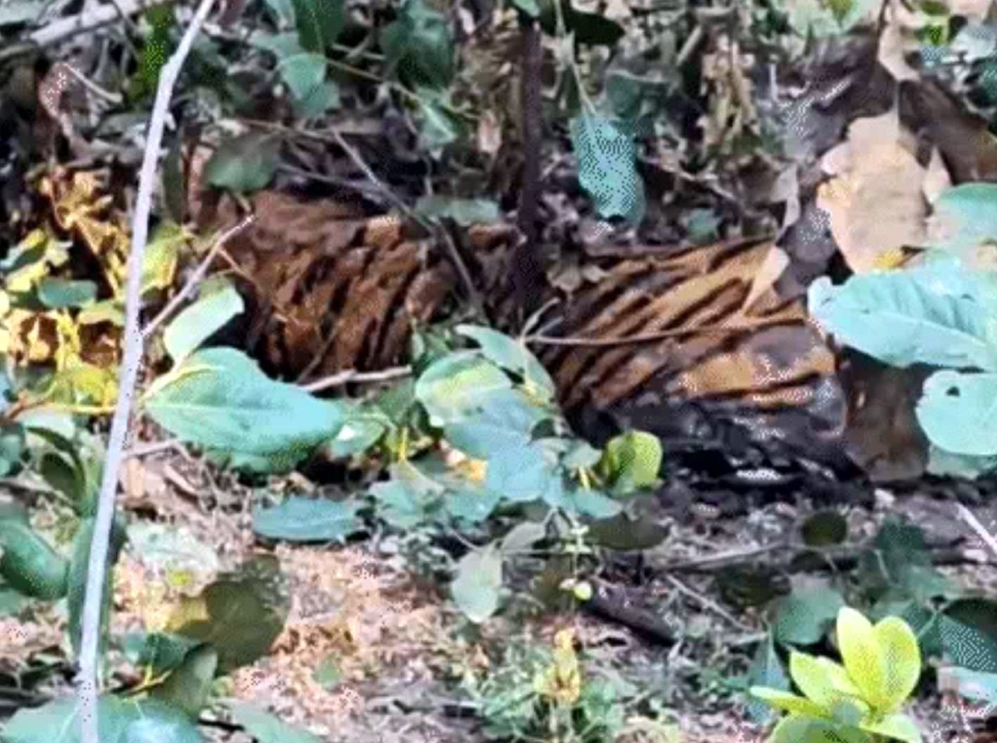 टाइगर का शव मिलने से वन विभाग की टीम में मची