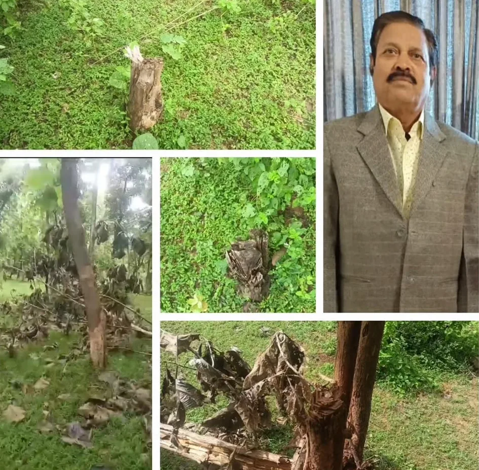 छतरपुर के जंगलों से कराई जा रही लकड़ी की अवैध कटाई, बातचीत का ऑडिओ वायरल