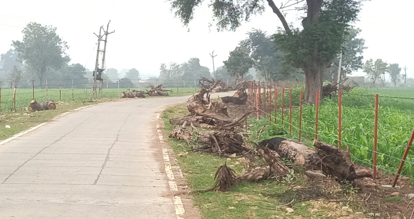 नर्मदा किनारे के गौला-मैदा मार्ग पर हरे वृक्षों की अवैध कटाई