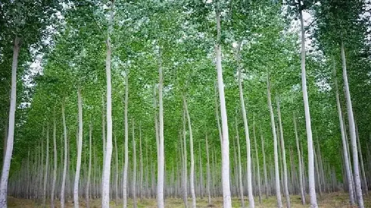 उद्गम स्थल से ही संकट से जूझ रही नर्मदा 