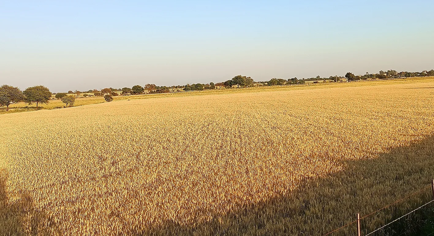 मेहनत के मोती समेटने लगे अन्नदाता…