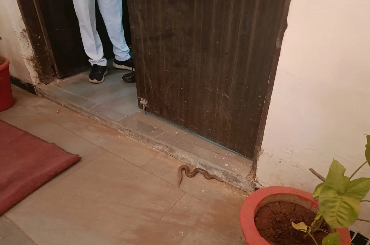खाली दिखी वनविभाग की कुर्सी, दरवाजे पर अजगर सांप ने दी दस्तक