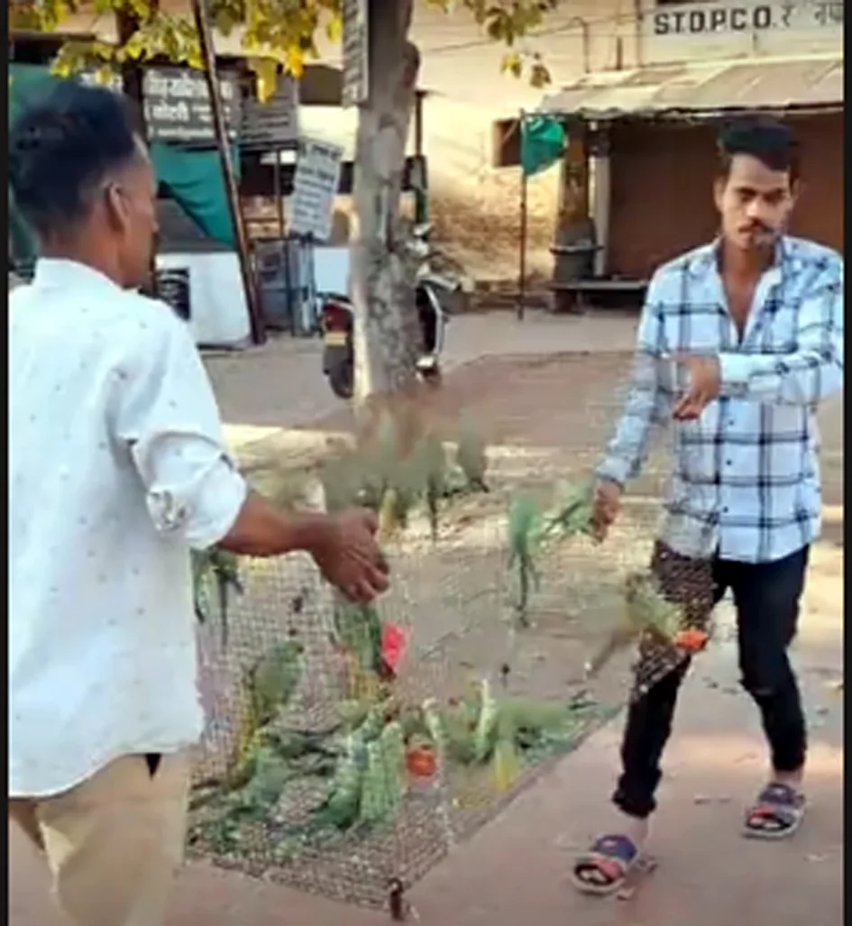 कोर्ट के आदेश के बाद हो पाई तोतों की रिहाई