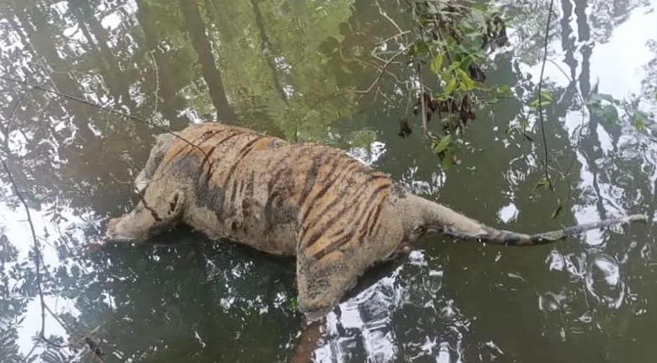 सतपुड़ा के मड़ई में टाइगर की संदिग्ध मौत