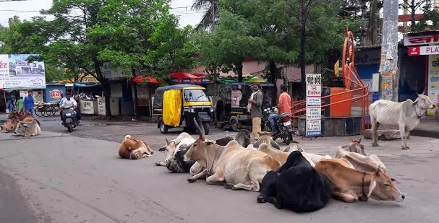 सरकार कब हटेंगे सड़कों से निराश्रित पशु
