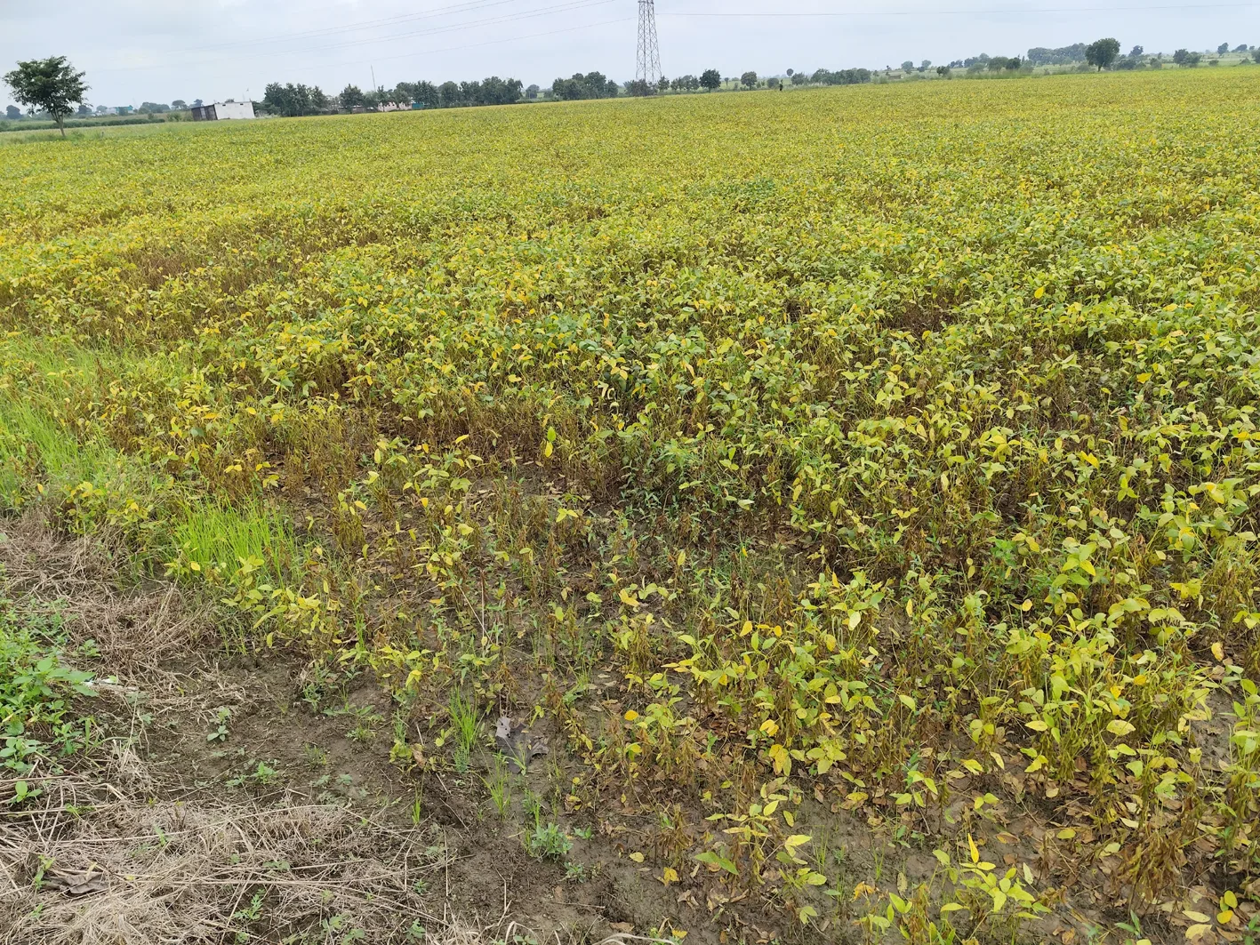 तेज हवा और बारिश से फसलें प्रभावित, कटाई में बाधा