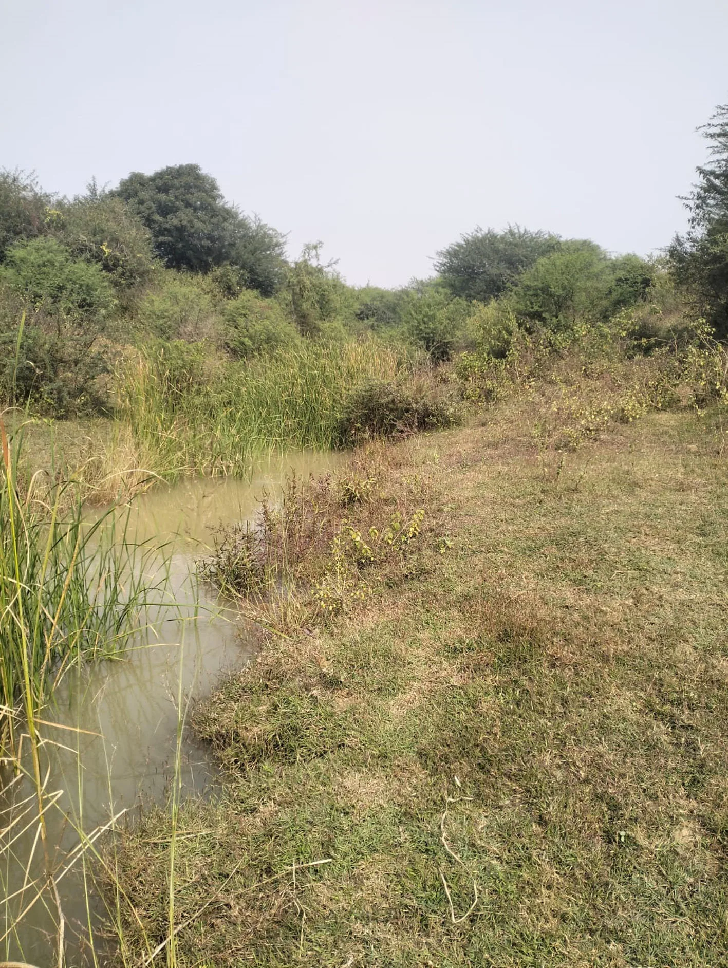 हॉफ के निर्देश बांसों का वर्किंग प्लान बनाएं, जैव विविधता के लिए जरुरी