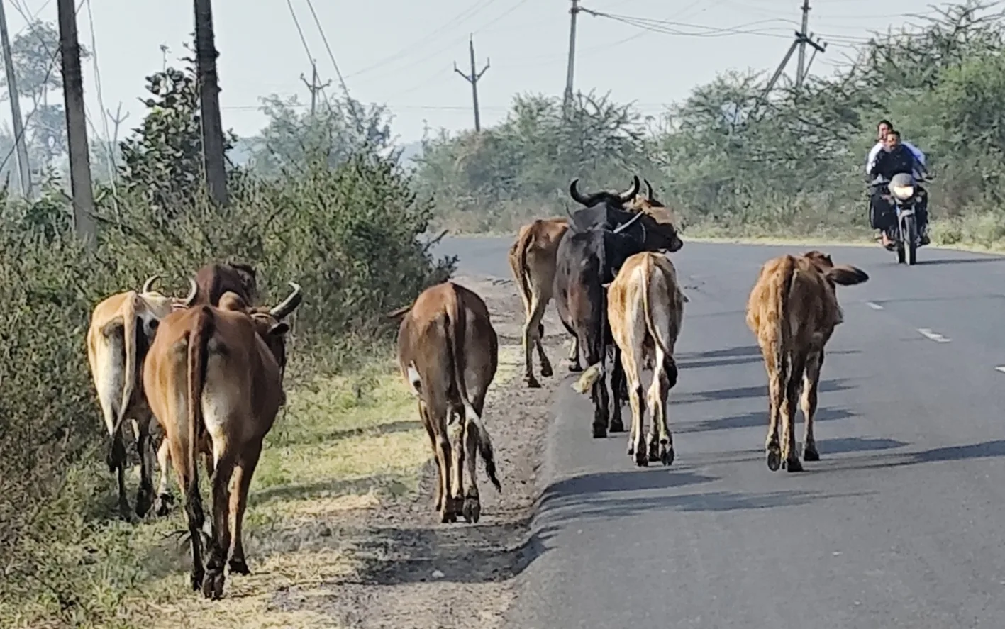 सड़कों पर विचरण कर रहे बेसहारा मवेशी