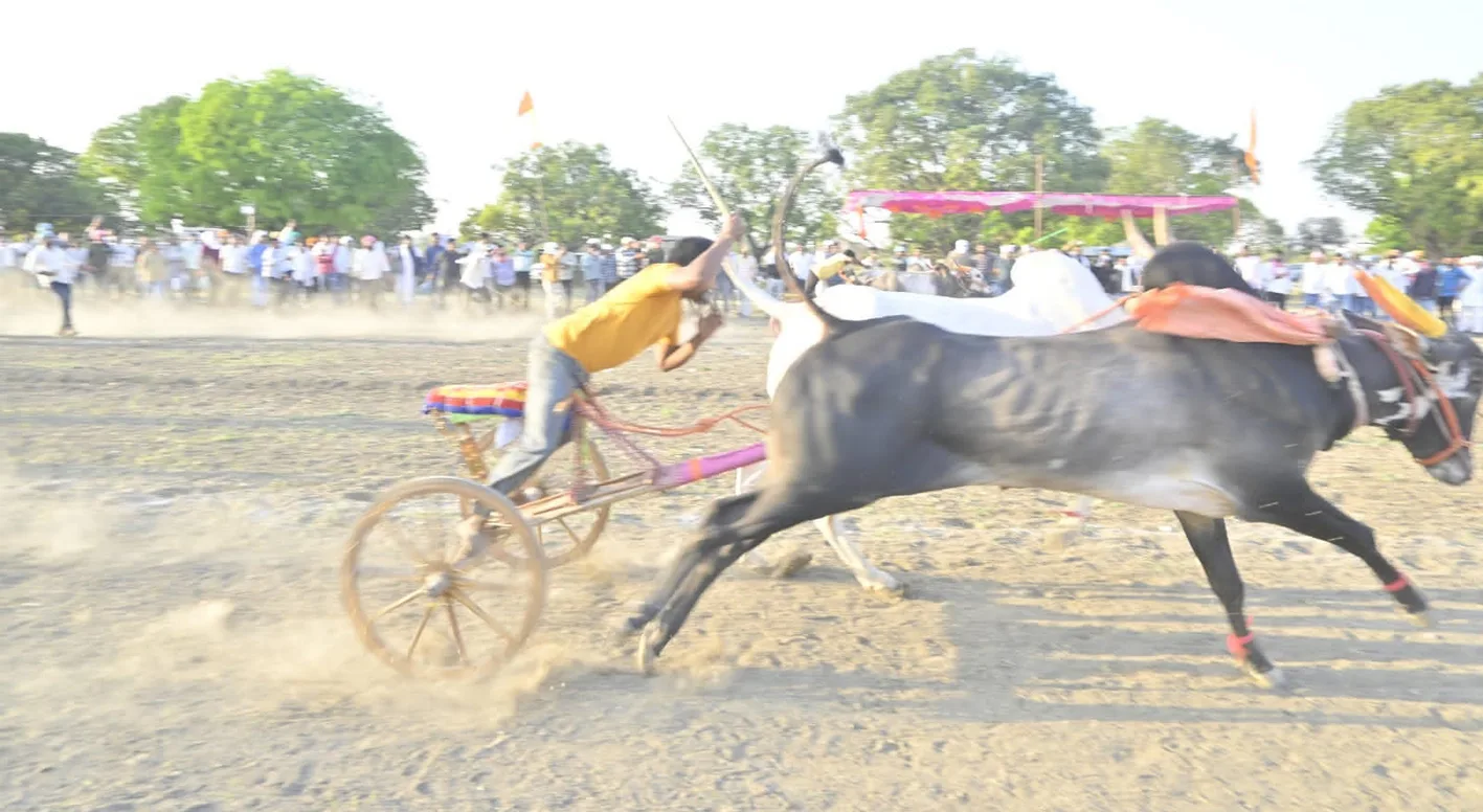 सेरगोना में हुई बैलगाड़ी दौड़ प्रतियोगिता
