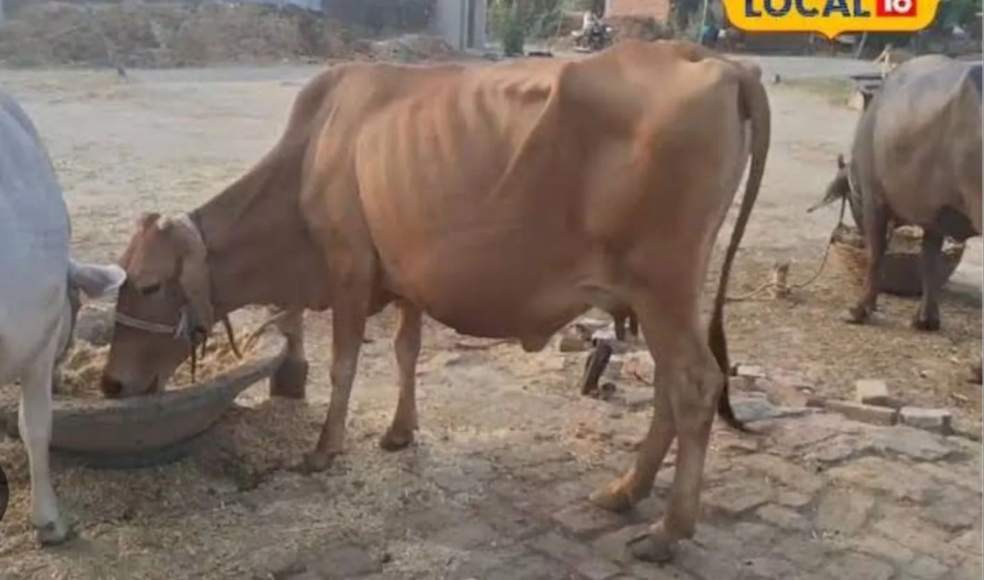 दूध की खपत बढ़ी, दुधारू पशुओं की संख्या घटी