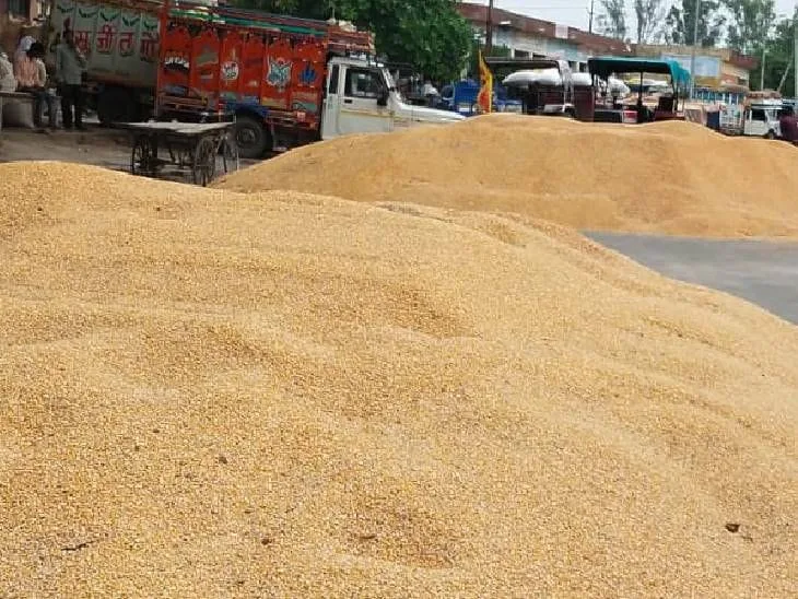 समर्थन मूल्य से नीचे बिक रही मक्का की फसल
