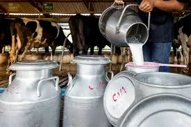 दूध डेयरियों में दोहरा मापदंड