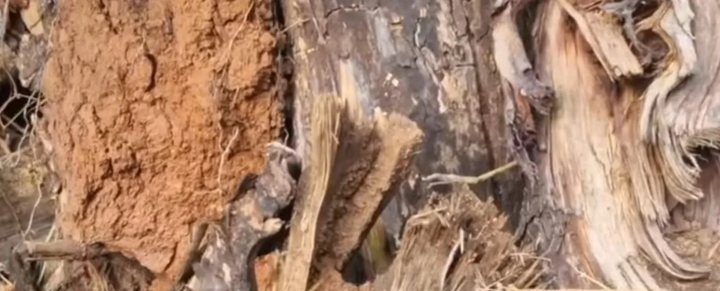 डिंडोरी और अमरकंटक के साल जंगलों में बोरर के संक्रमण से करीब एक लाख पेड़ खतरे में