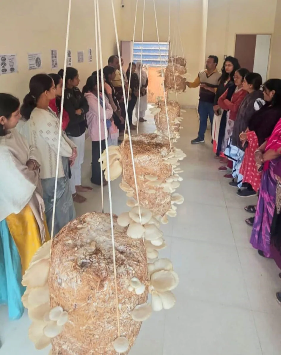 मशरूम उत्पादन पर प्रशिक्षण कार्यशाला आयोजित