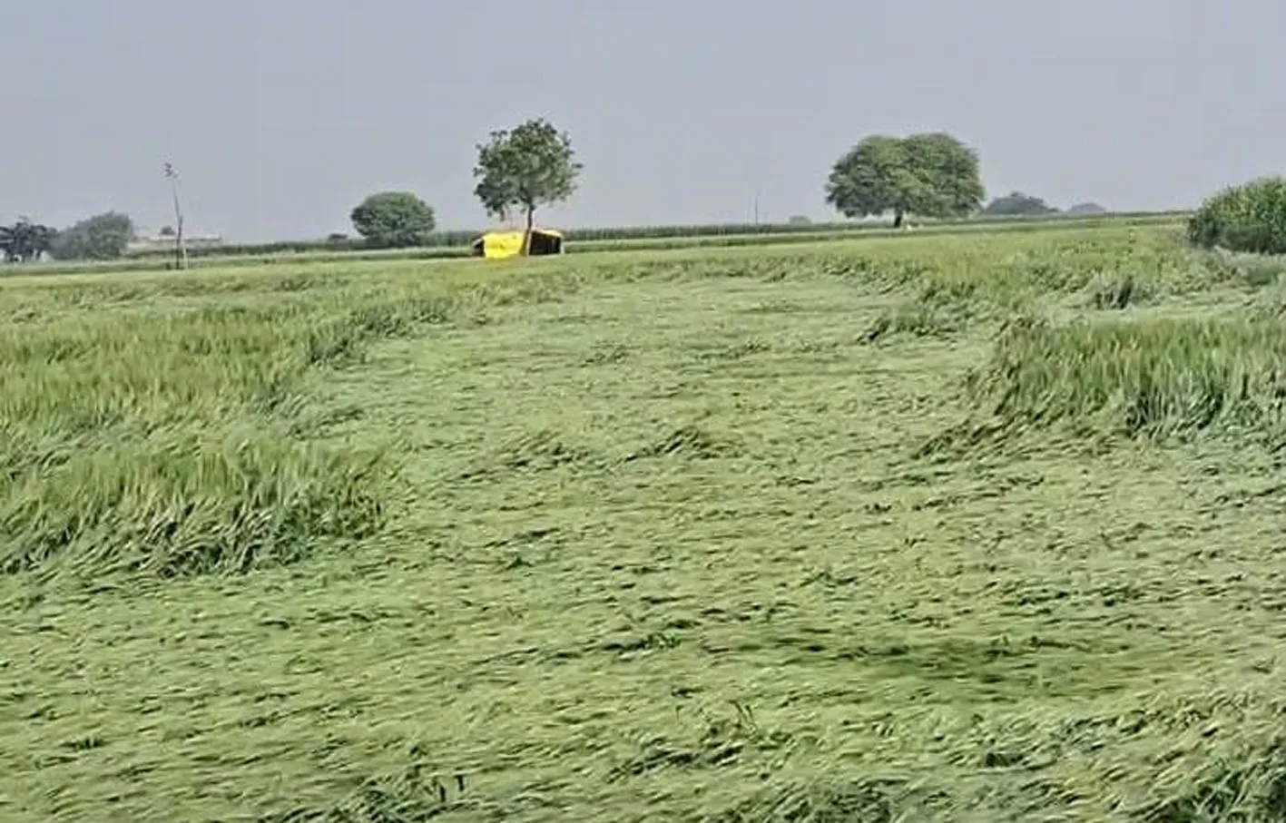 बारिश-ओलावृष्टि की चपेट में फसल …..