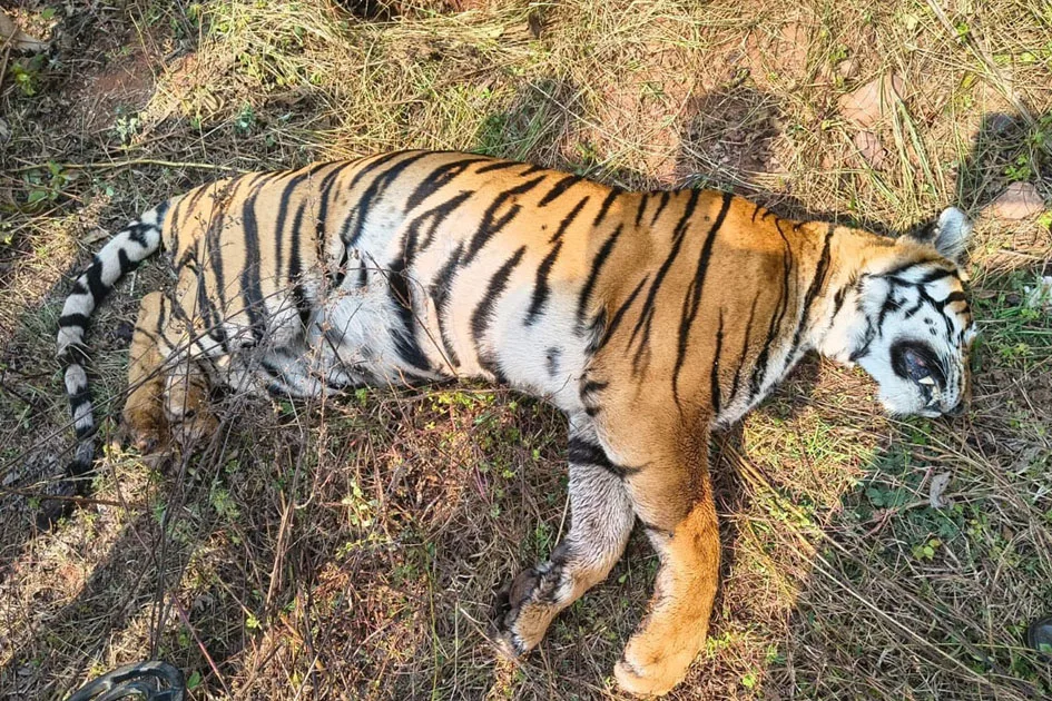 सोनतलाई बीट में मृत अवस्था में मिला मादा बाघ  
