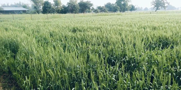देर रात जमकर चली हवा….