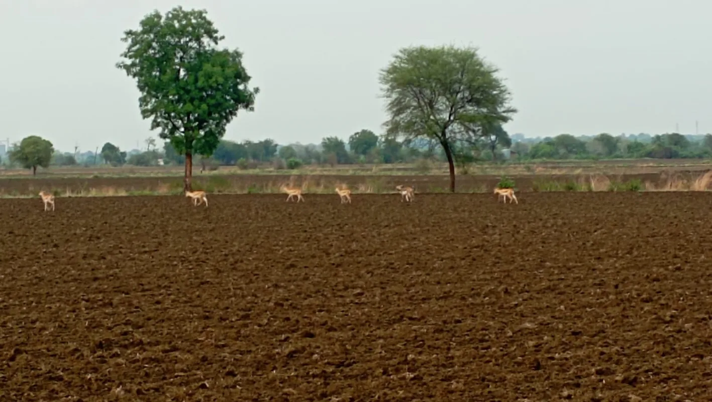 गर्मी के दिनों में पानी के लिए भटक रहे वन्य प्राणी
