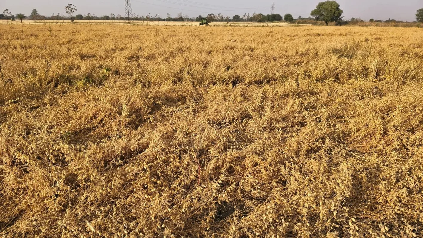 बेमौसम बारिश से सहमे किसान, फसल कटाई का कार्य प्रभावित