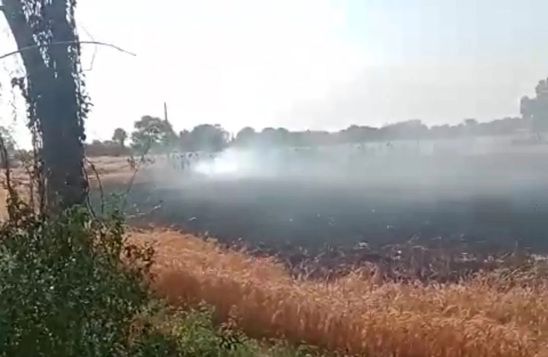शॉर्ट सर्किट से गेहूं की फसल में लगी आग
