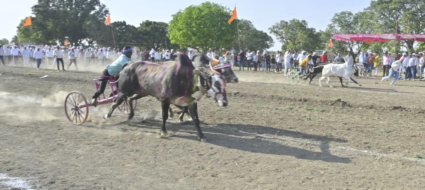 राजू जेवल्या और यश पटेल की बैलजोड़ी ने जीता प्रथम पुरस्कार