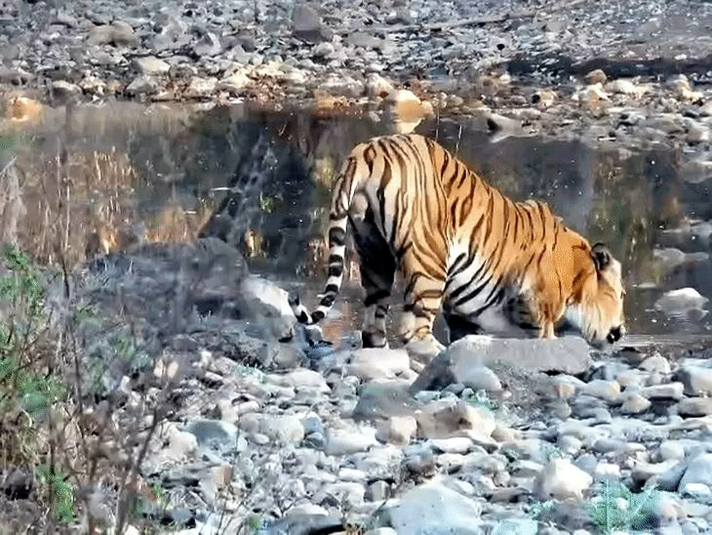 खिवनी अभ्यारण्य में भीषण गर्मी में प्यास बुझाते दिखा बाघ ‘युवराजÓ