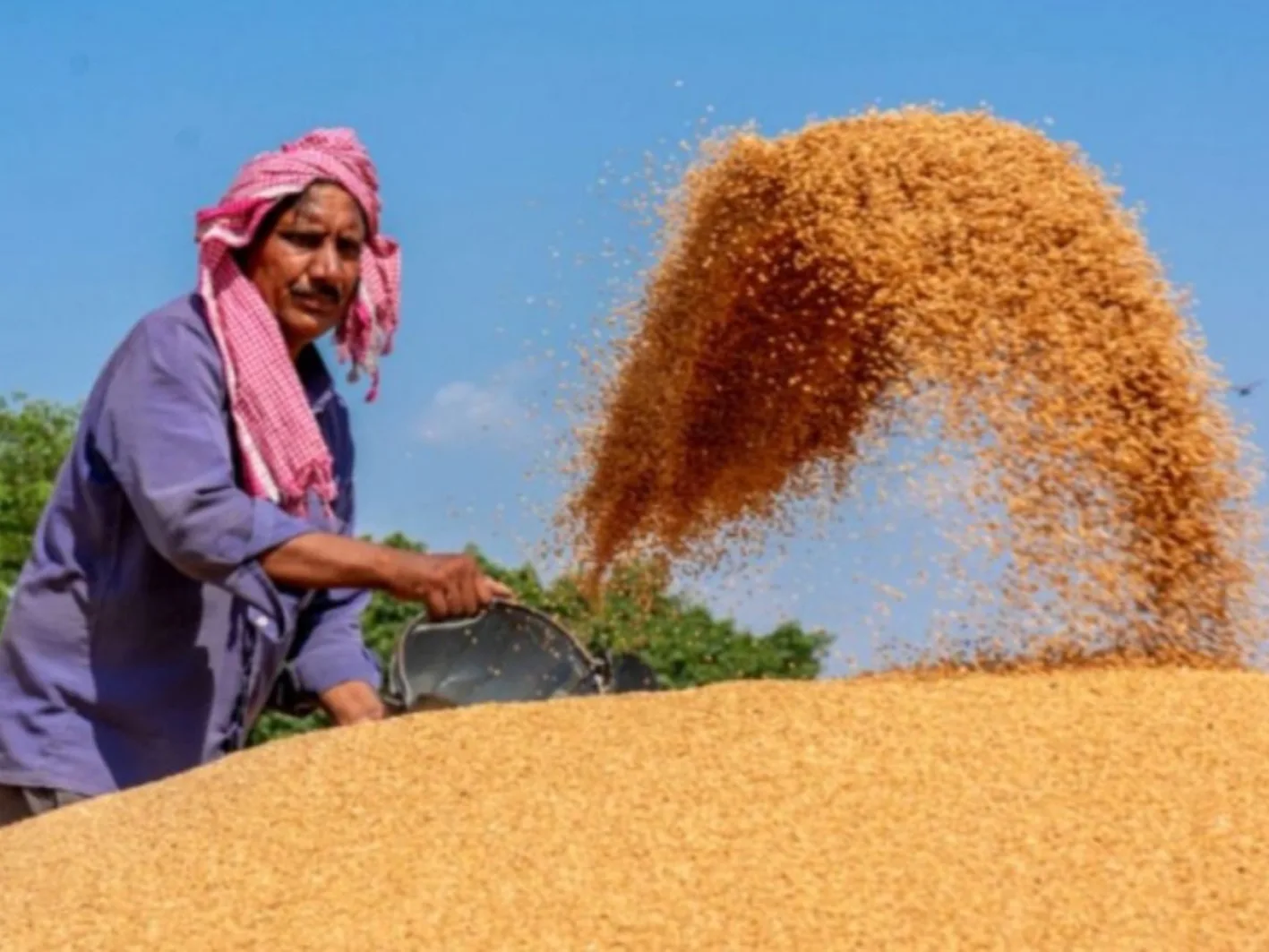 गेहूं पैदा कर पछता रहा अन्नदाता