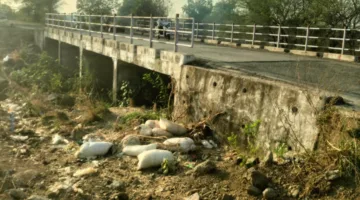 नाले के पास खुले में फेंके जा रहे मृत पशु, बदबू और बीमारी का खतरा