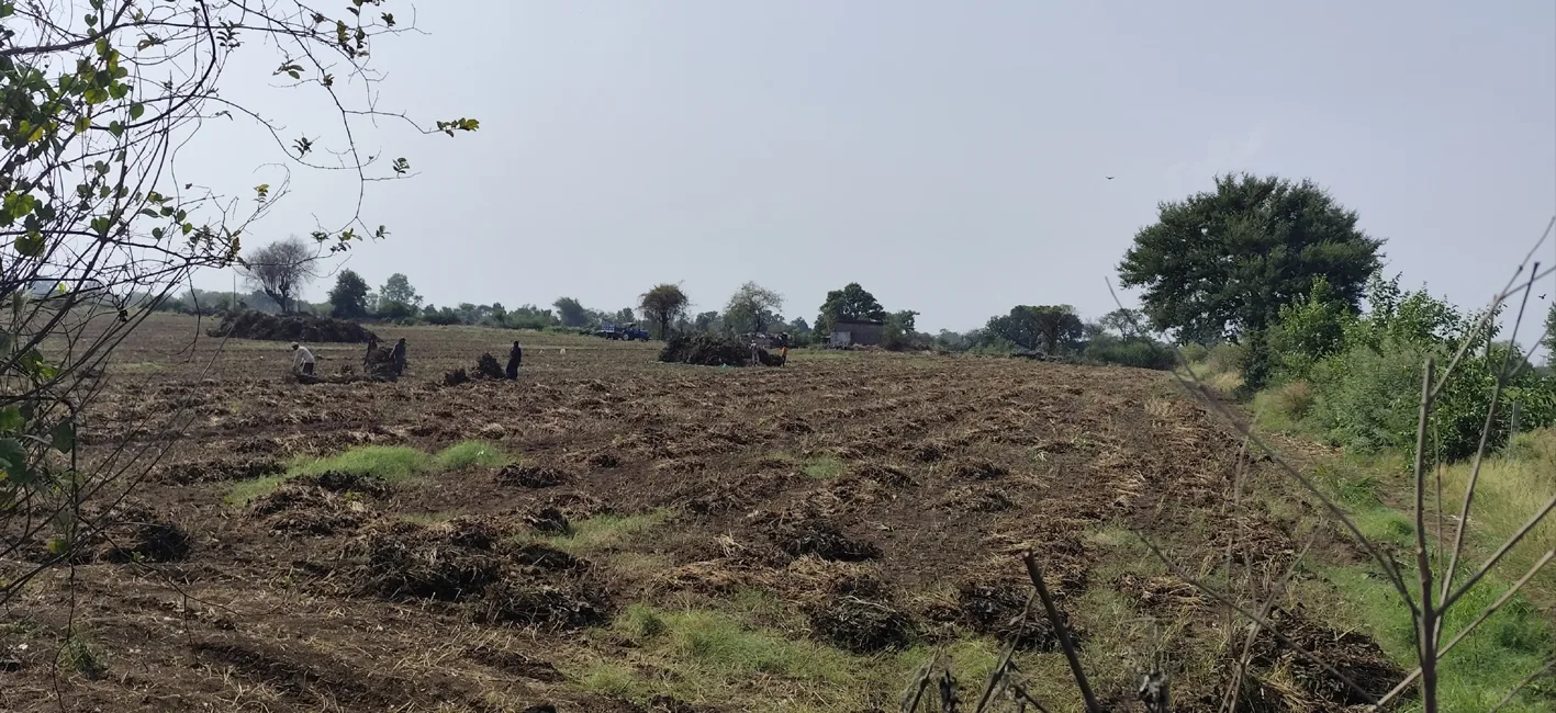 जून के पहले सप्ताह की बारिश से मूंग फसल पर संकट, कटाई कार्य प्रभावित