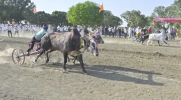 राज्य स्तरीय बैलगाड़ी दौड़ प्रतियोगिता में हरदा की बैल जोड़ी अव्वल