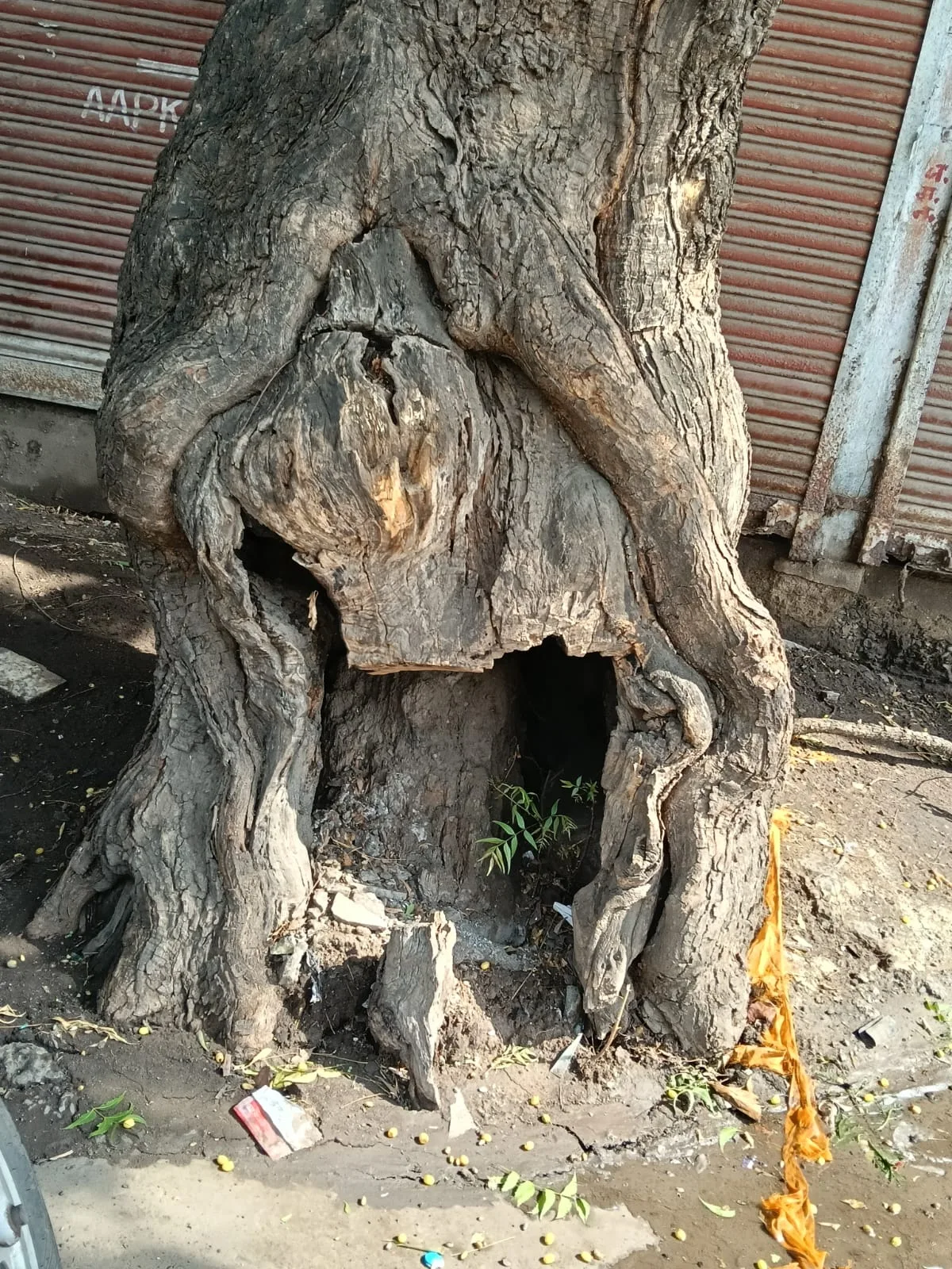 राठी पेट्रोल पंप के पास झुका नीम का पेड़, हादसे का खतरा