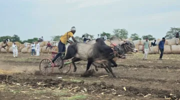 नीमगांव में हुई विशाल बैलगाड़ी दौड़ प्रतियोगिता  
